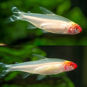Golden Rummy Nose Tetra 2.2cm