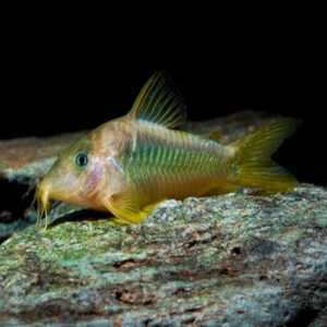 Green Corydoras 2.5cm