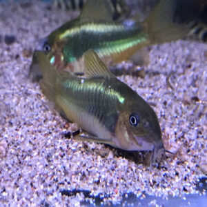 Green Laser Corydoras 3.5-4cm