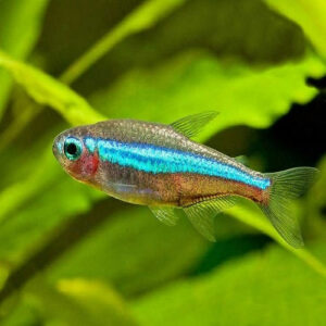 Green Neon Tetra 2.2cm