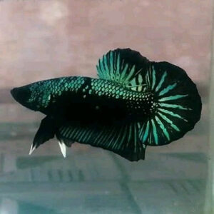 Green Samurai Plakat Bettas