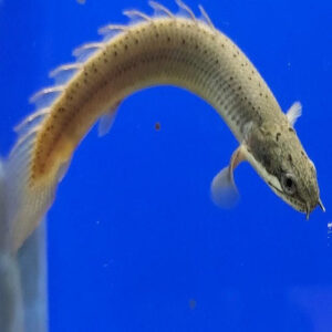 Green Senegal Bichir 2.5"