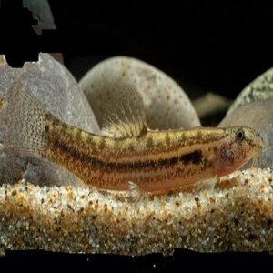 Guntea Panther Loach