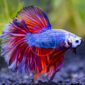 Half Moon Male Bettas BKK