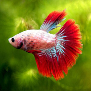 Half Moon Male Bettas INDO