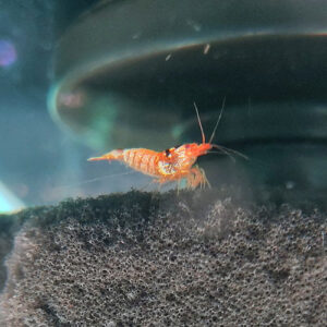 Hinomaru Shrimp 1.5-2cm