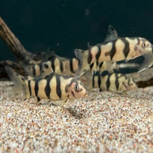 Hybrid Clown Loach 2"