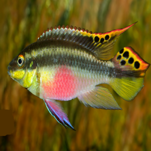 Kribensis Cichlid 2.5cm