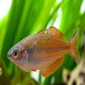 Kurumoi Rainbow 6-7cm