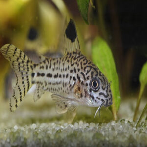 Leopard Julie Corydoras 2.5cm