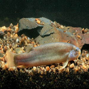 Lepidocephalus Nanensis Loach 7-8cm