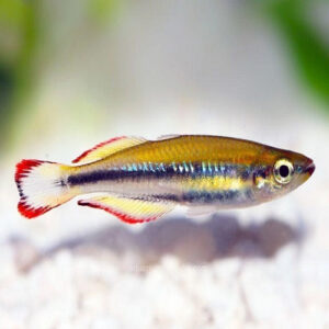 Madagascar Rainbow 4cm IMP
