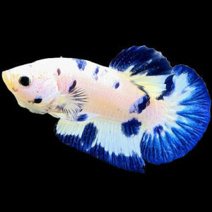 Marble Blue Plakat Bettas