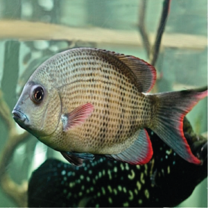 Menarambo Cichlid 2.5"