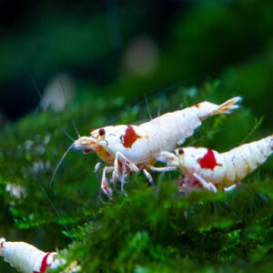 Mosura Shrimp 1.5-2cm