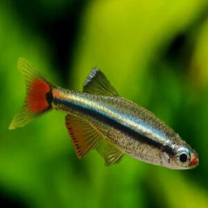 Mountain Minnows 2.2cm