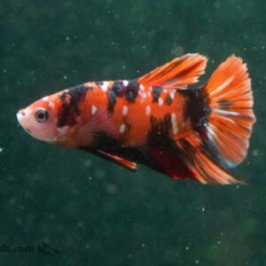 Nemo Plakat Bettas INDO