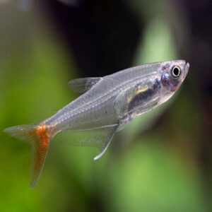 Neon Blood Fin Tetra 2.5cm
