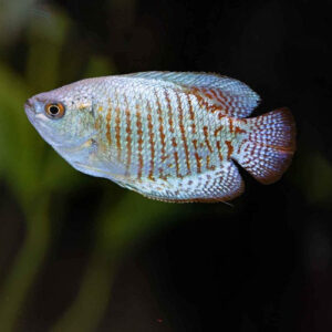 Neon Dwarf Gourami 3.5-4cm