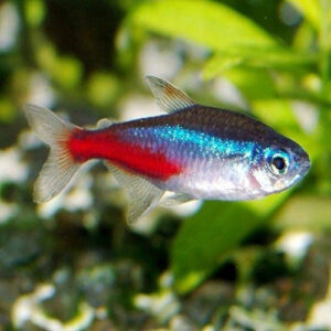 Neon Tetra 2.2cm