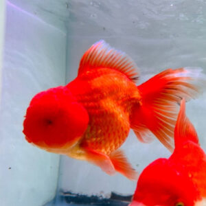 Red & White Oranda Gold 7-8cm KK