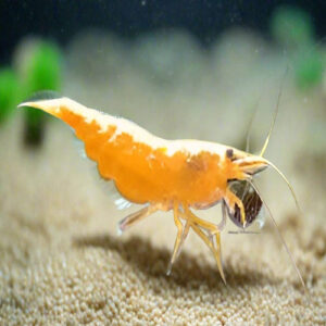 Orange Golden Back Shrimp