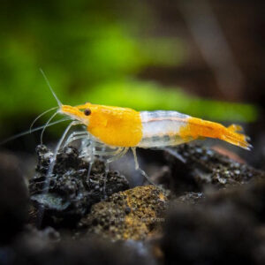 Orange Rili Shrimp 1.5-1.8cm IMP