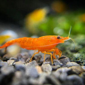 Orange Shrimp