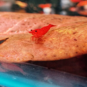 Orange Sunkist Shrimp 1.5-2cm IMP