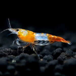 Orange Sushi Shrimp