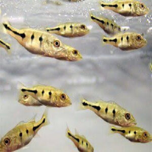 Orinoco Peacock Bass 5cm