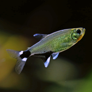Paraguay Tetra 2cm
