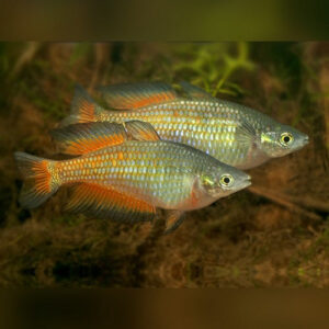 Parkinson Rainbow Male 5-6cm IMP