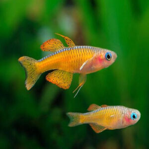 Paskai Rainbow 2.5cm