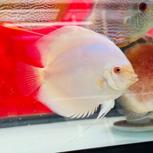 Platinum Red Eye Discus Female 5.5-6"