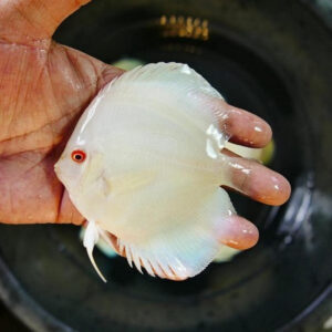 Platinum Red Eye Discus Male 5.5-6"