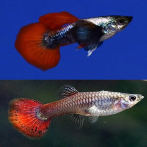 Platinum Red Tail Dumbo Ear Guppy M/F