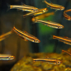 Rainbow Shiner 3.5cm