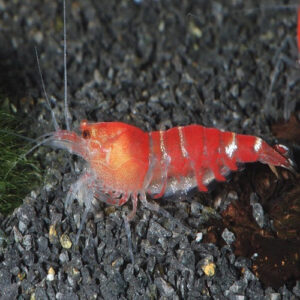 Red Bee Shrimp 1.5cm IMP