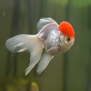 Red Cap Lion Head Oranda Gold 9-10cm KK
