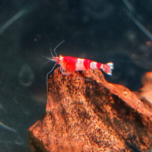 Red Crystal Shrimp 1.5cm