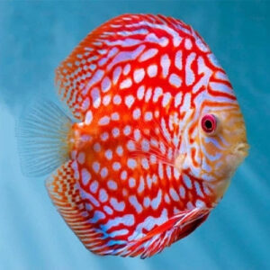 Red Map Discus 2.5"