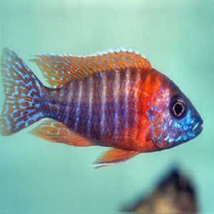 Red Peacock Cichlid 3" IMP