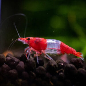 Red Rili Shrimp 1.5-1.8cm IMP