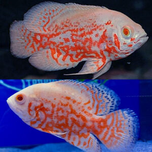 Red Rose Oscar 3.5-4"