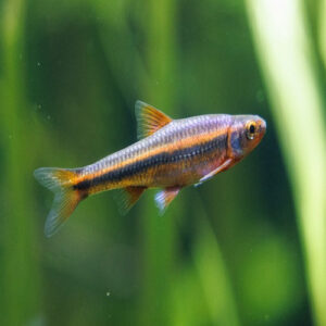 Red Shiner Male 1.5"