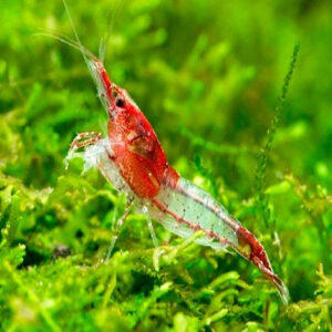 Red Sushi Shrimp