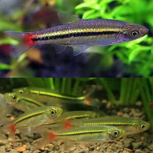 Red Tail Rasbora 2.5-3cm