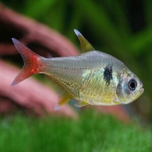 Red Tail Yellow Phantom Tetra 2cm