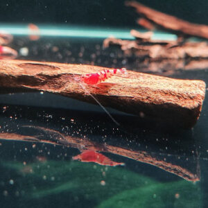 Red Tiger Fancy Shrimp 1.5-2cm